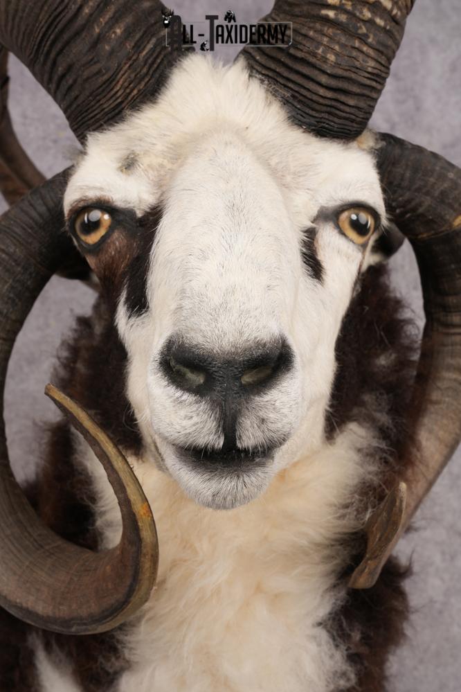 Jacobs Four Horn SKU 3293 - Image 2