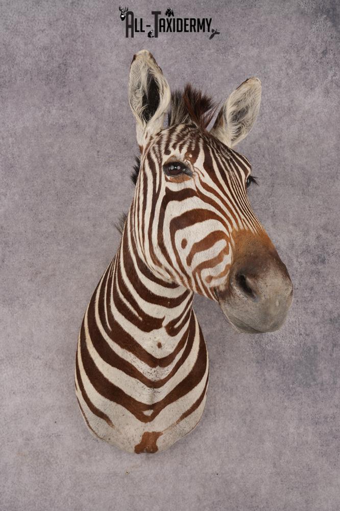 Zebra Shoulder Mount SKU 3311