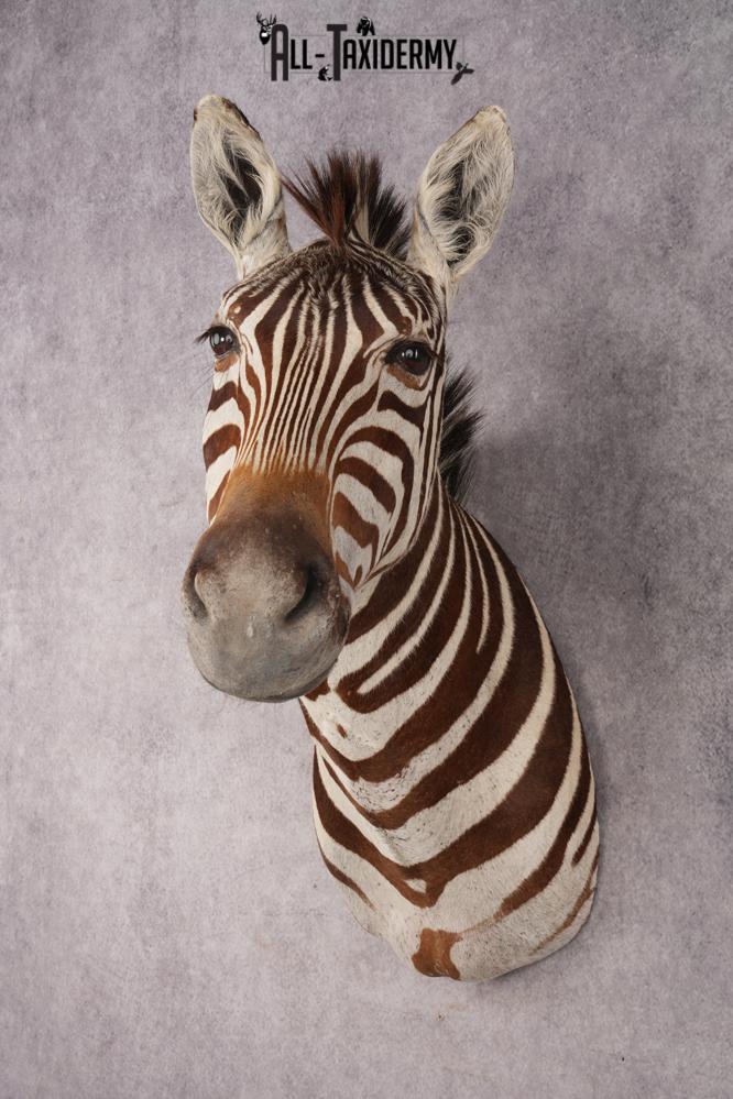 Zebra Shoulder Mount SKU 3311 - Image 11