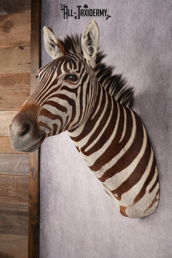 Zebra Shoulder Mount SKU 3311 - Image 10