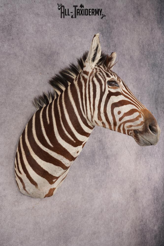 Zebra Shoulder Mount SKU 3311 - Image 9