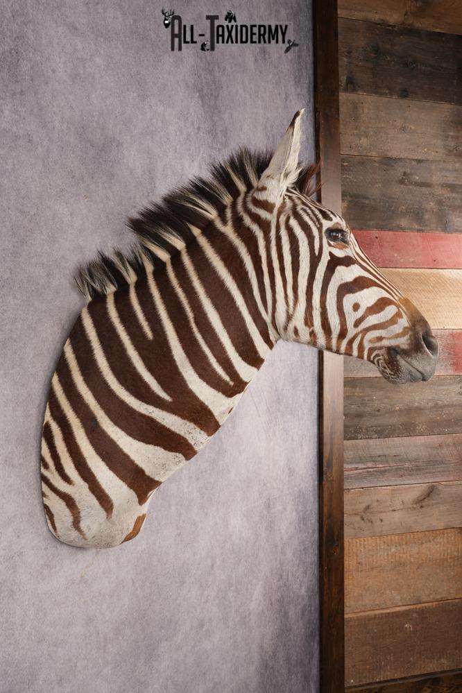 Zebra Shoulder Mount SKU 3311 - Image 8