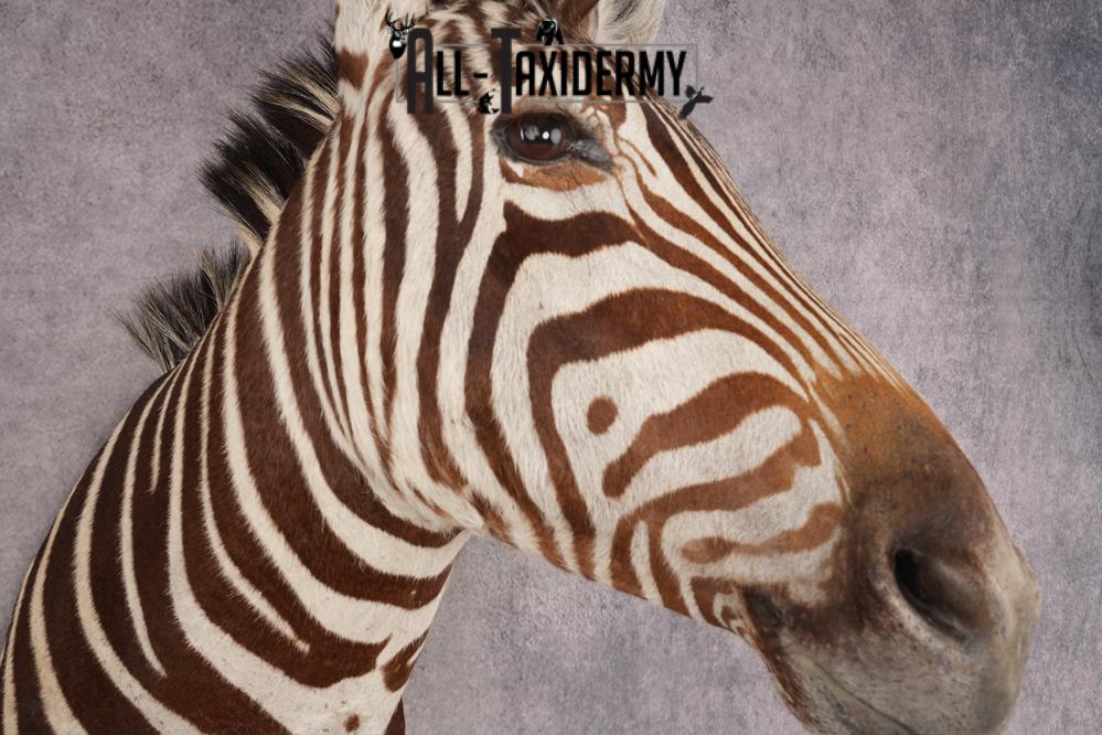 Zebra Shoulder Mount SKU 3311 - Image 7