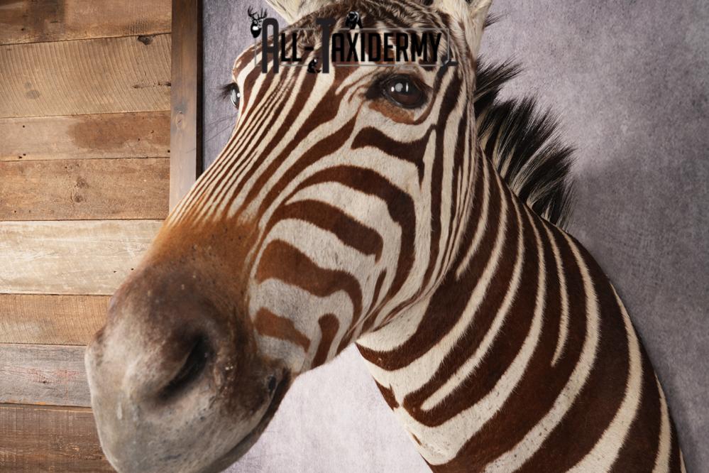 Zebra Shoulder Mount SKU 3311 - Image 6
