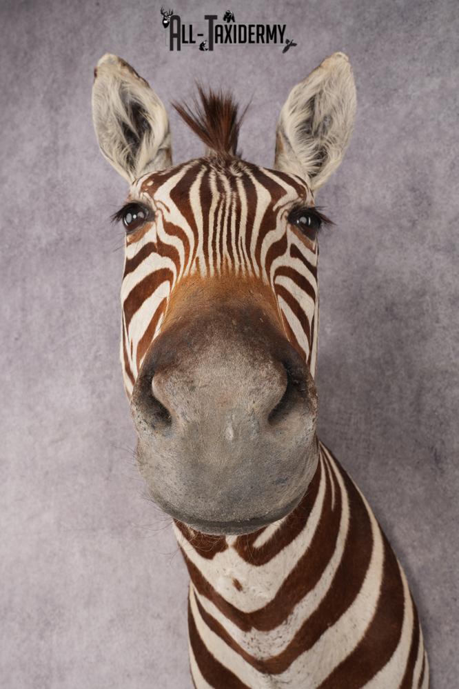 Zebra Shoulder Mount SKU 3311 - Image 5