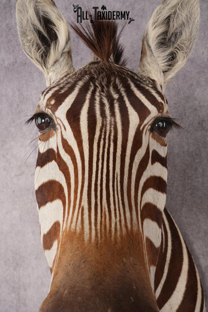 Zebra Shoulder Mount SKU 3311 - Image 4