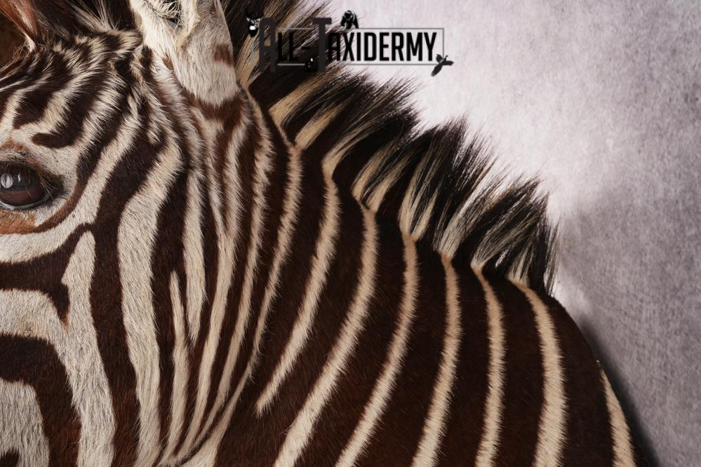 Zebra Shoulder Mount SKU 3311 - Image 3
