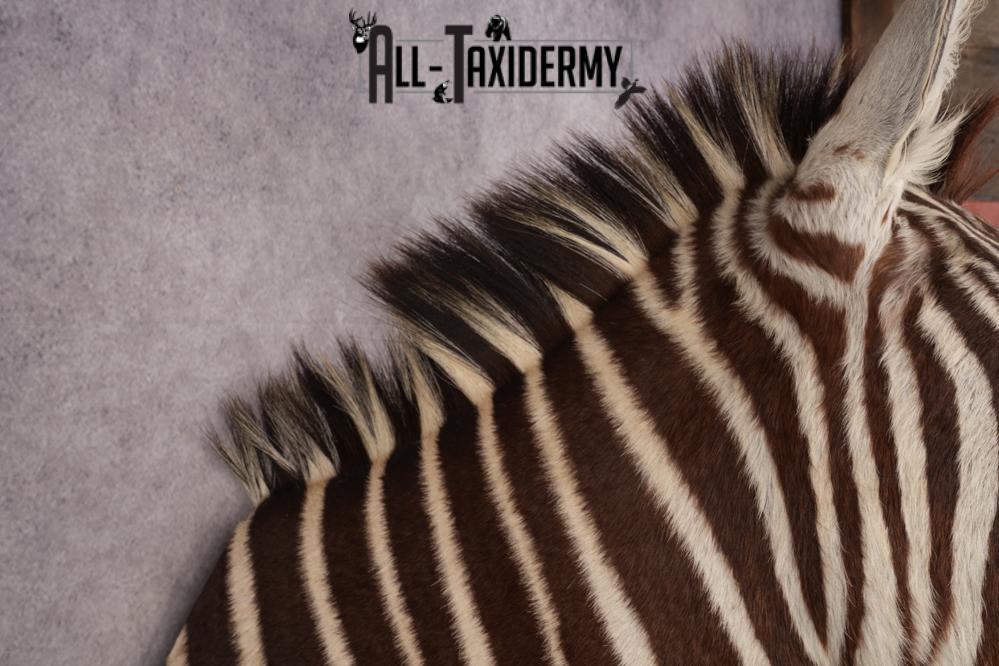 Zebra Shoulder Mount SKU 3311 - Image 2