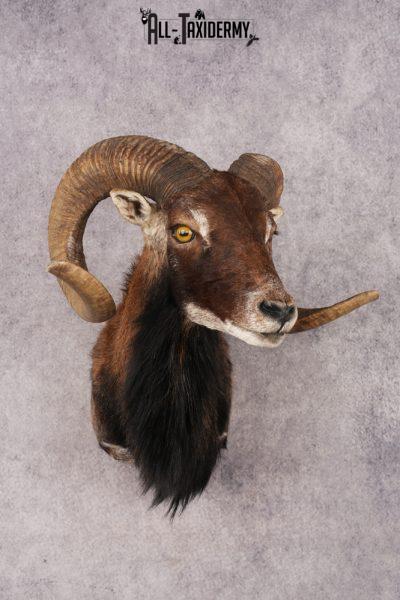 Corsican Sheep SKU 3286