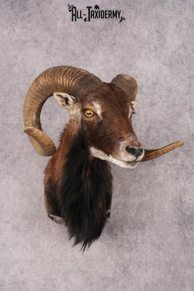 Corsican Sheep SKU 3286