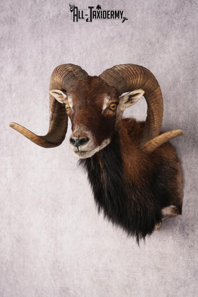 Corsican Sheep SKU 3286 - Image 8