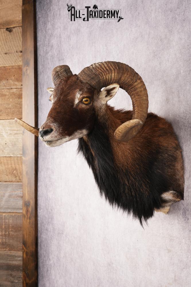 Corsican Sheep SKU 3286 - Image 7