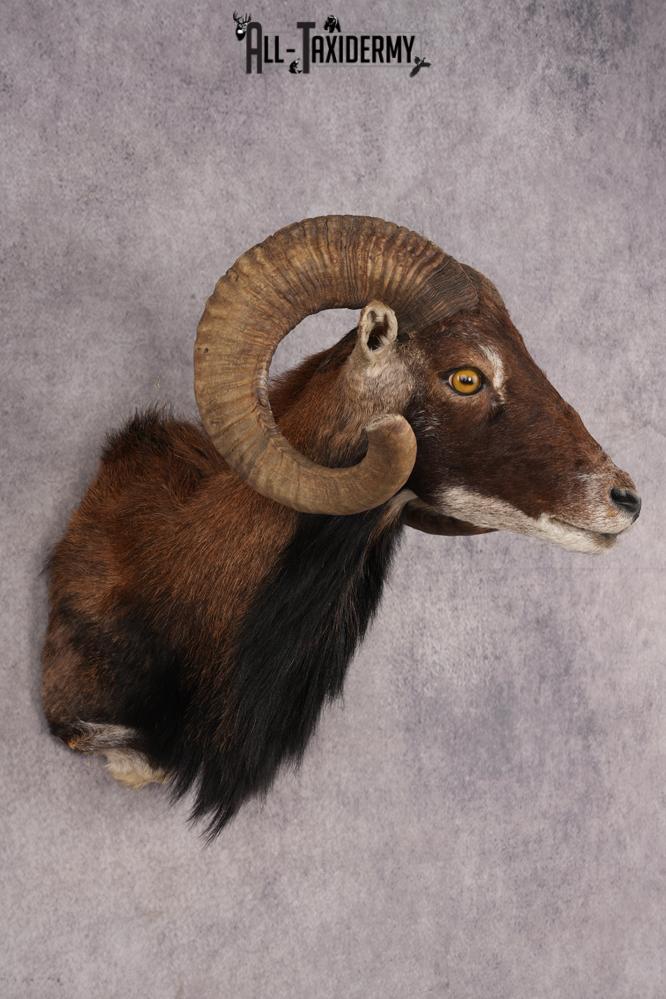 Corsican Sheep SKU 3286 - Image 6