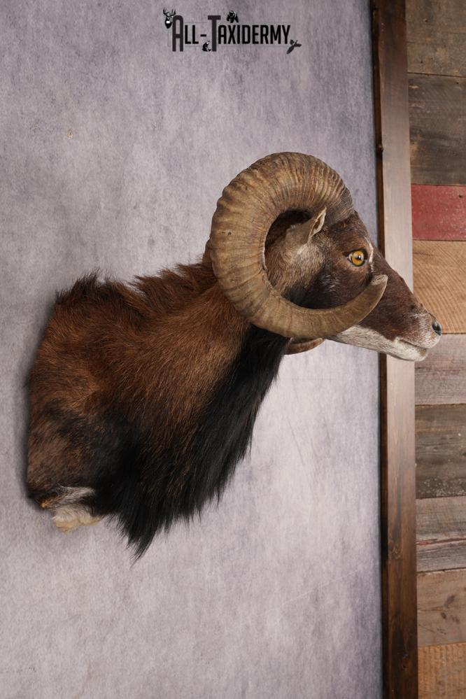 Corsican Sheep SKU 3286 - Image 5