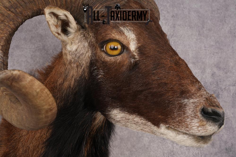 Corsican Sheep SKU 3286 - Image 4