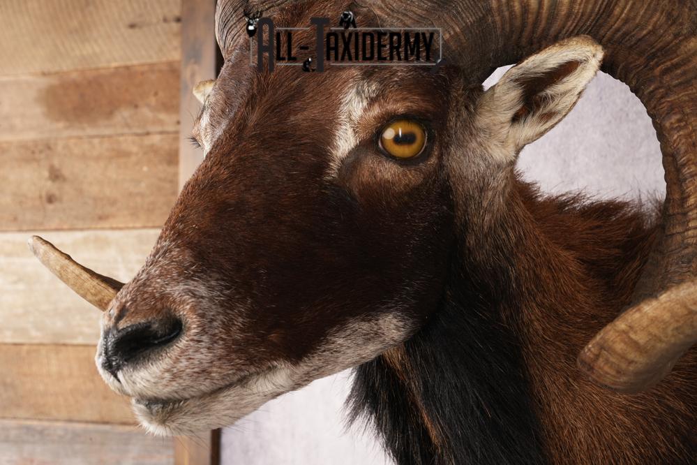 Corsican Sheep SKU 3286 - Image 3