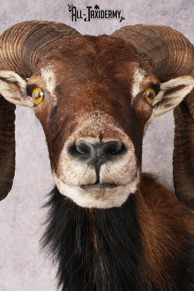 Corsican Sheep SKU 3286 - Image 2