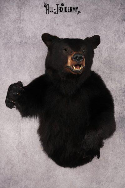 Black Bear SKU 3298