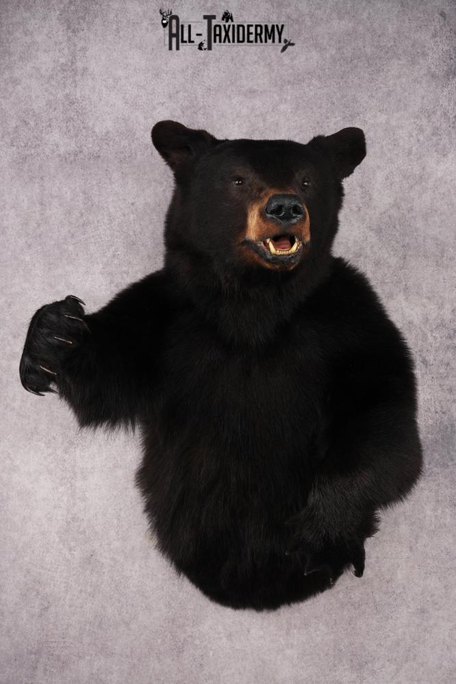Black Bear SKU 3298