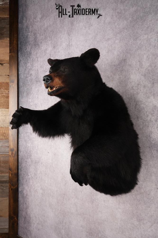 Black Bear SKU 3298 - Image 10