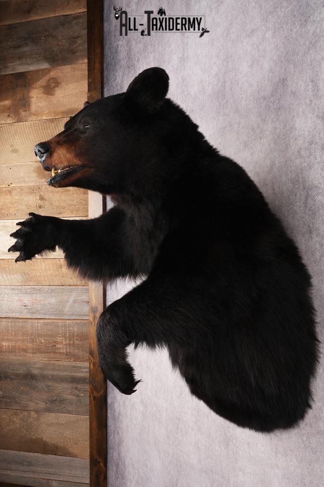 Black Bear SKU 3298 - Image 9