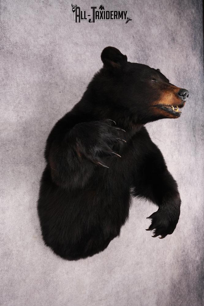 Black Bear SKU 3298 - Image 8
