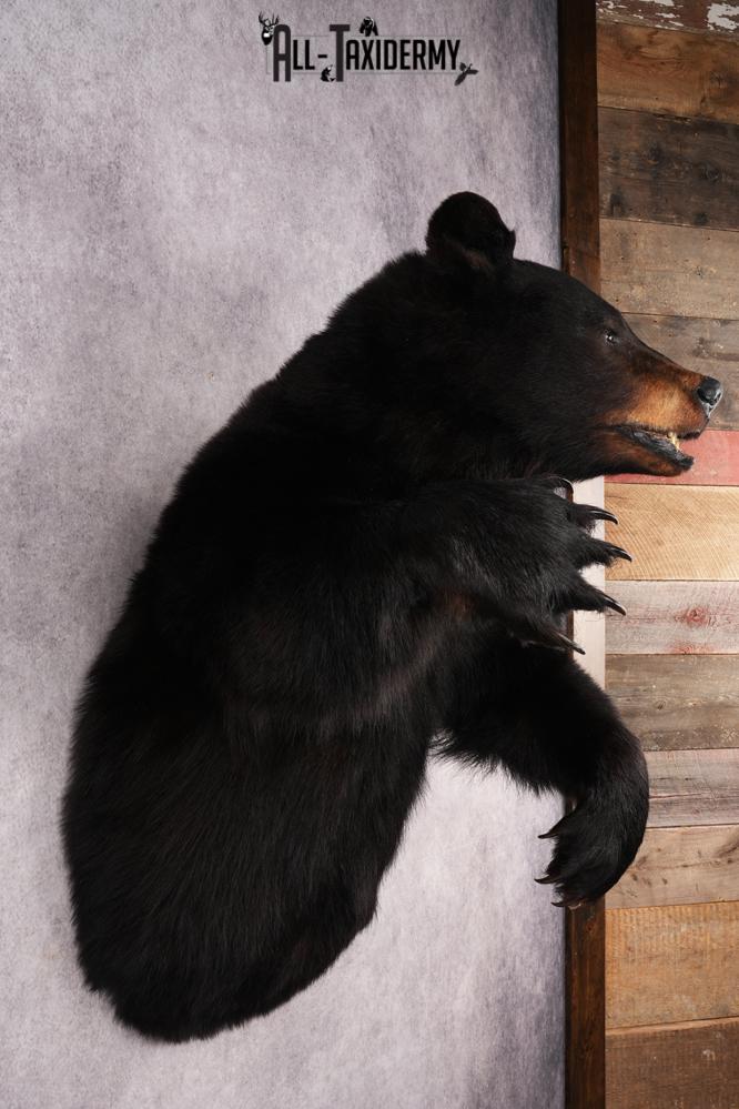 Black Bear SKU 3298 - Image 7