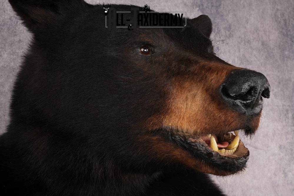 Black Bear SKU 3298 - Image 6