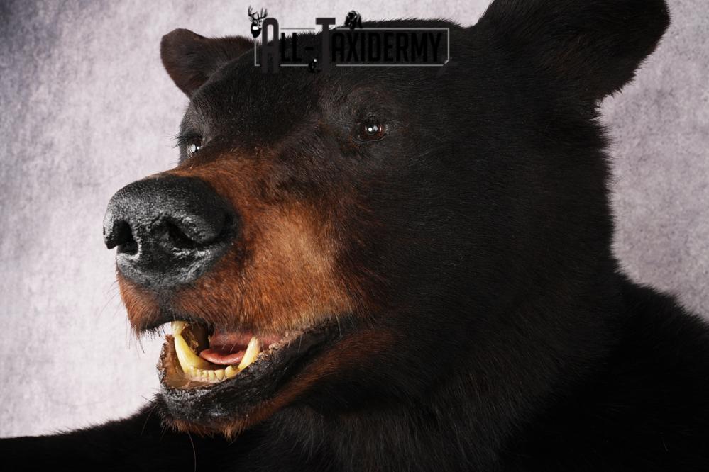 Black Bear SKU 3298 - Image 5