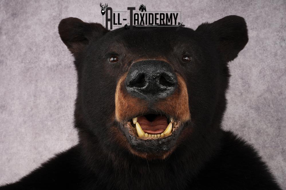 Black Bear SKU 3298 - Image 4