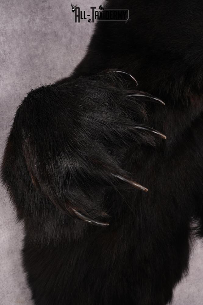 Black Bear SKU 3298 - Image 3