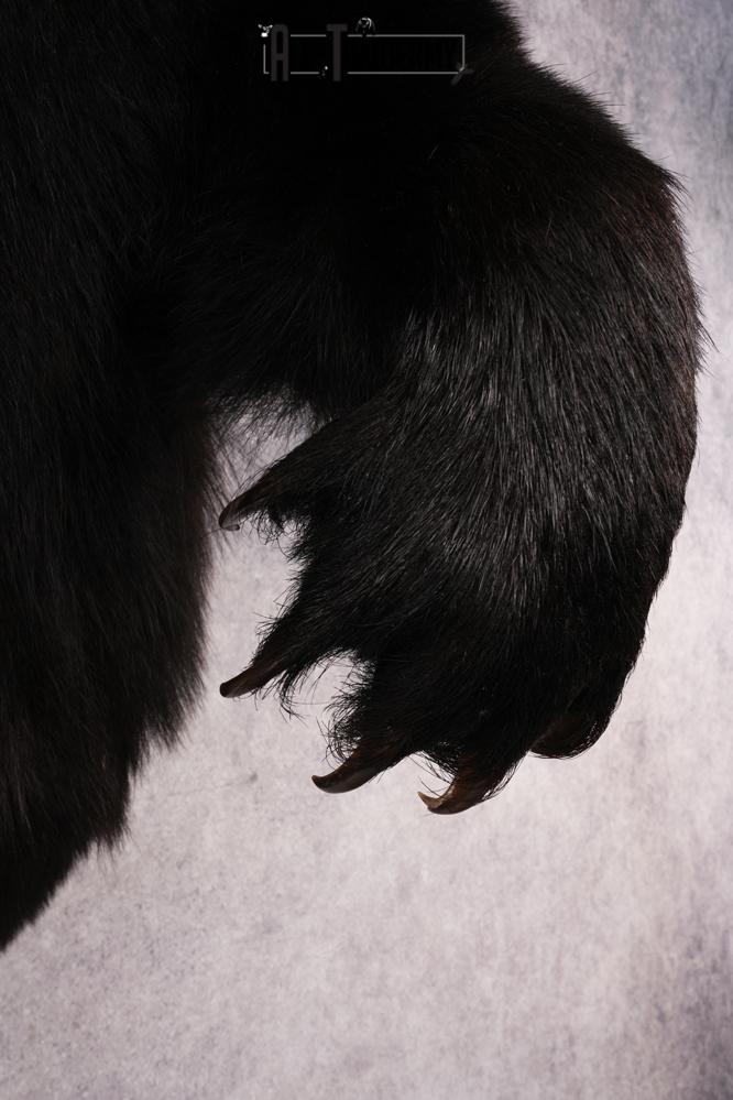 Black Bear SKU 3298 - Image 2