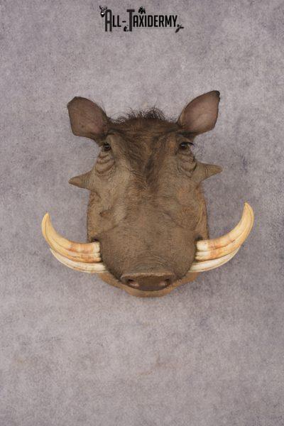 African Warthog SKU 3284