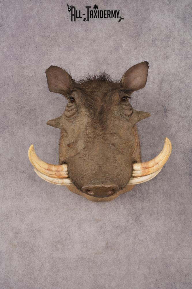 African Warthog SKU 3284