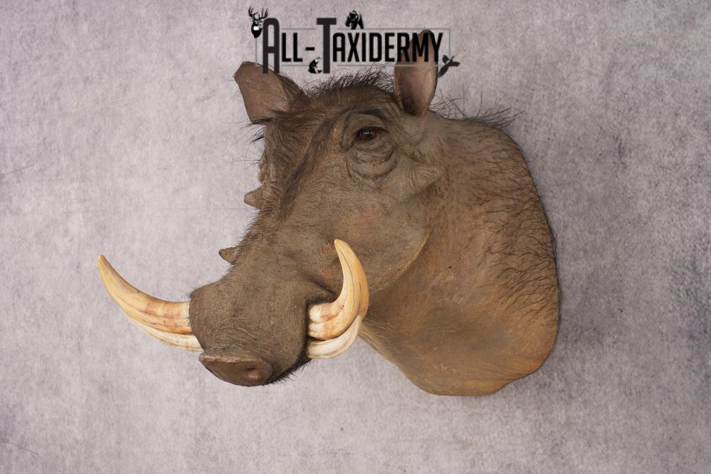 African Warthog SKU 3284 - Image 8
