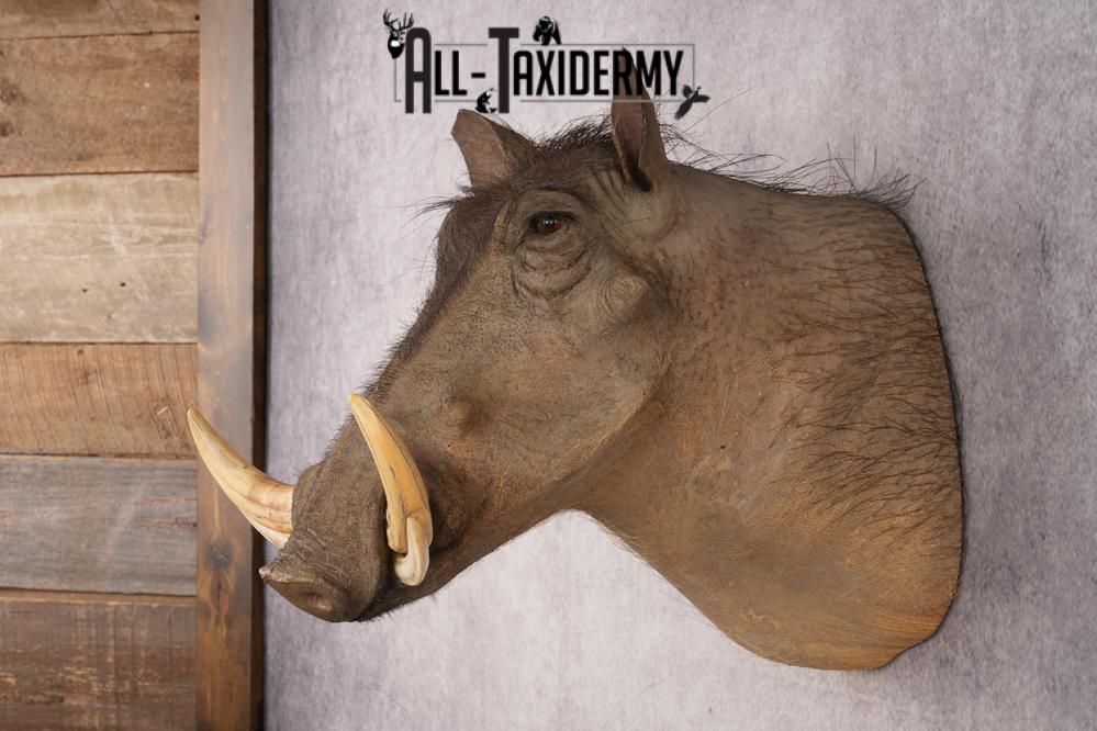 African Warthog SKU 3284 - Image 7