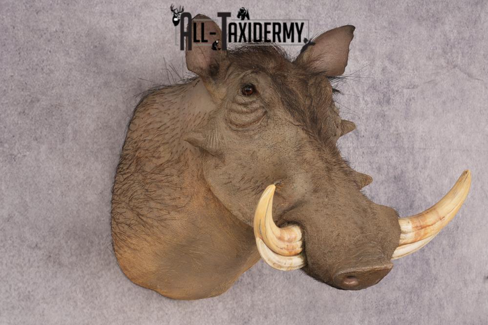 African Warthog SKU 3284 - Image 6