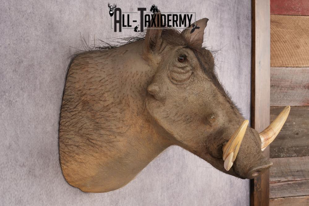 African Warthog SKU 3284 - Image 5