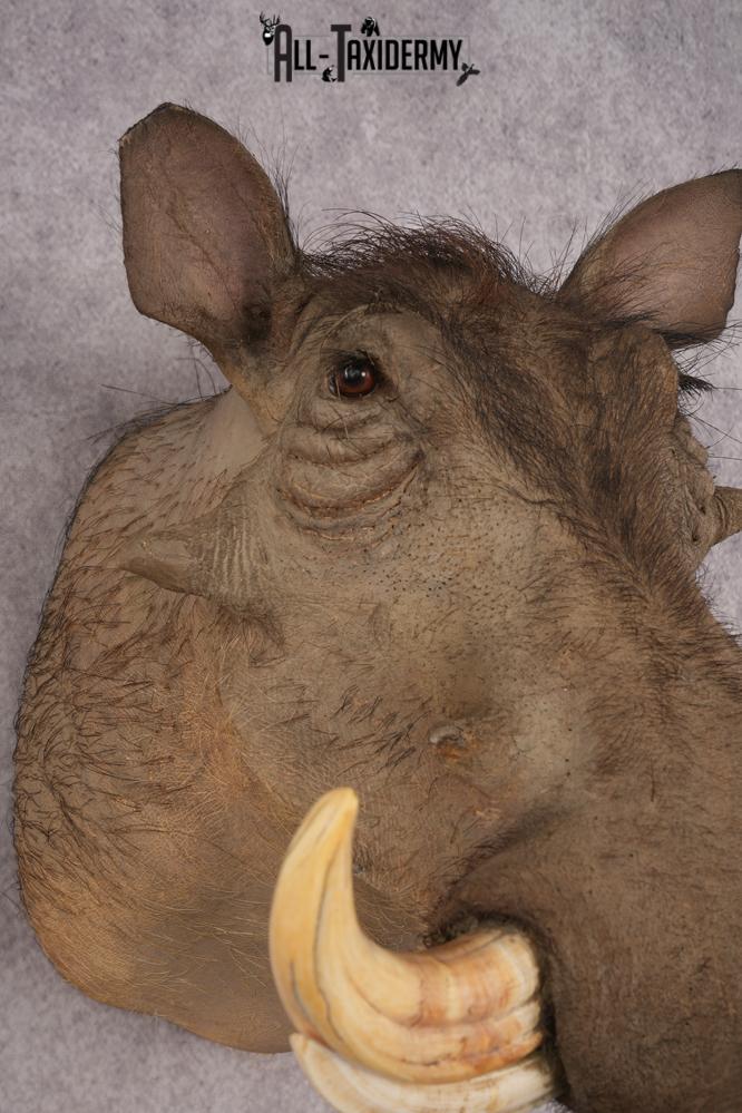 African Warthog SKU 3284 - Image 4