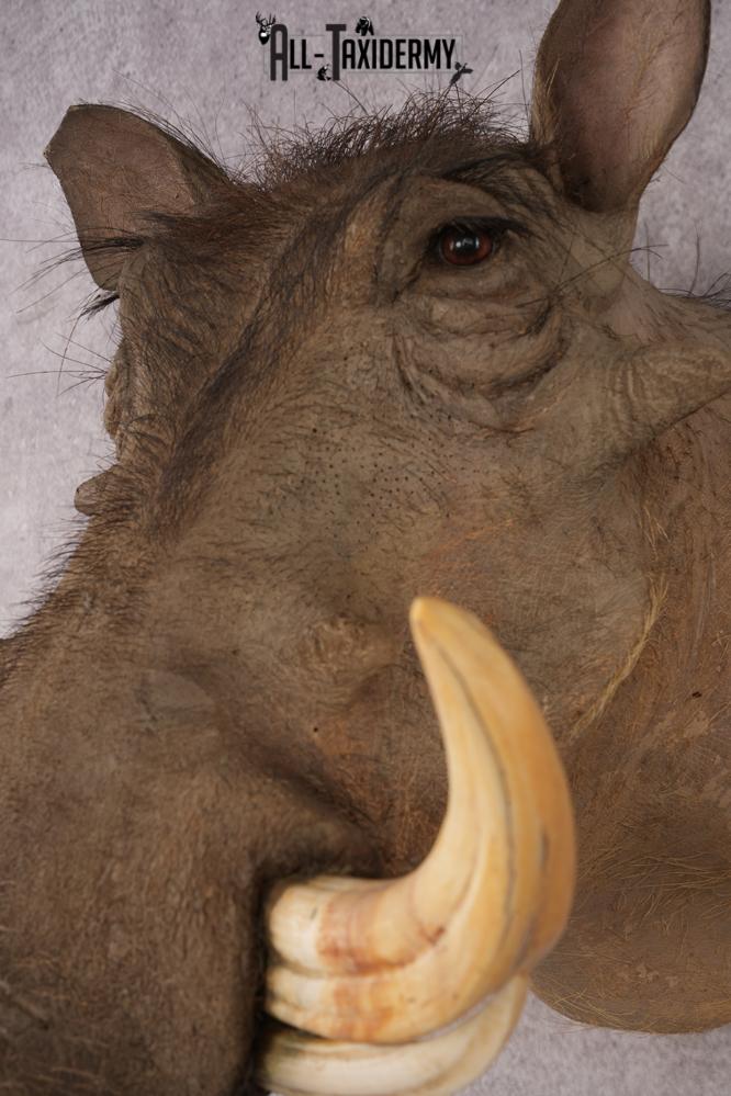 African Warthog SKU 3284 - Image 3