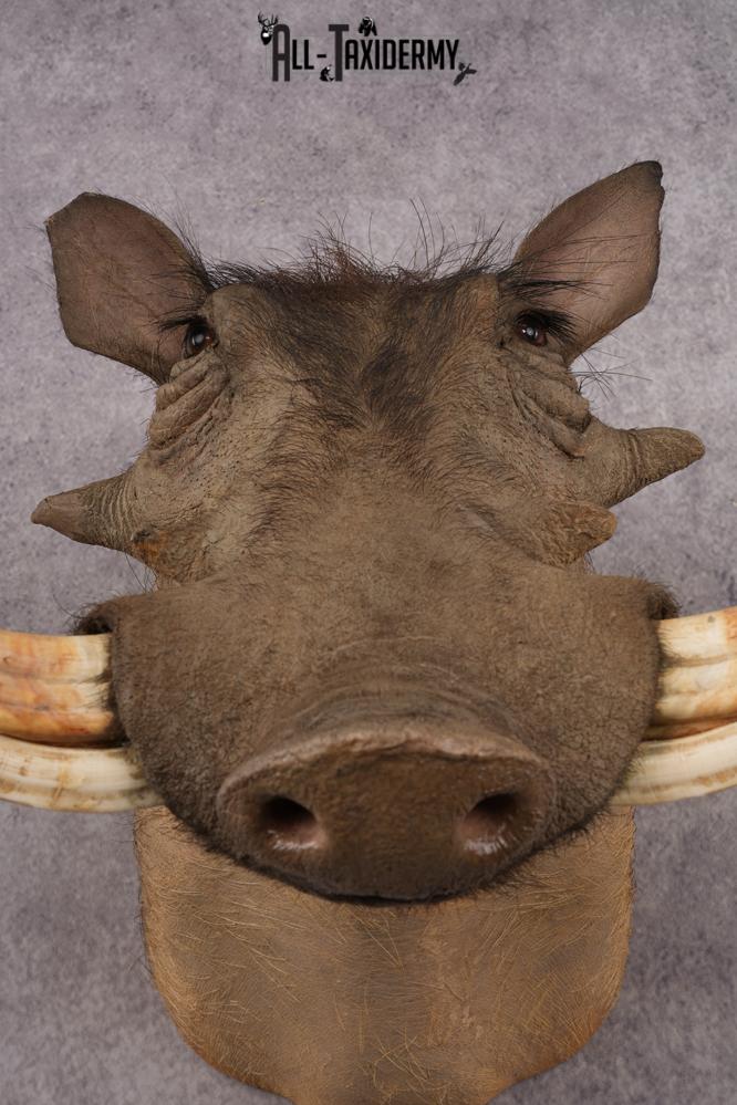 African Warthog SKU 3284 - Image 2