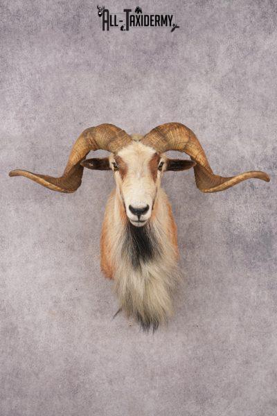 Corsican Sheep SKU 3287