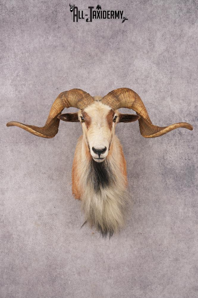 Corsican Sheep SKU 3287