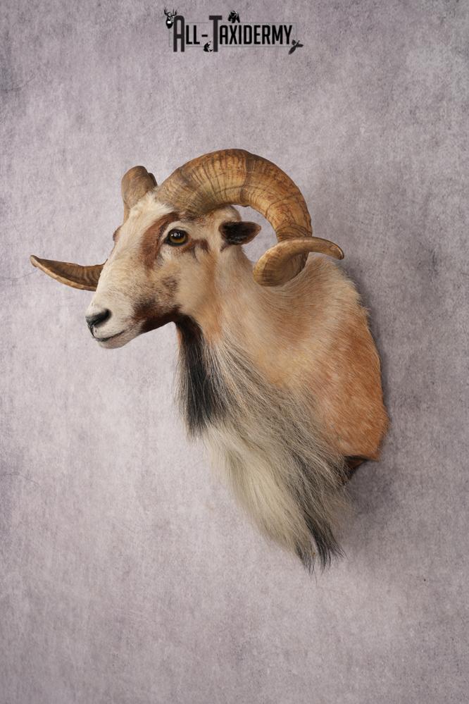 Corsican Sheep SKU 3287 - Image 8