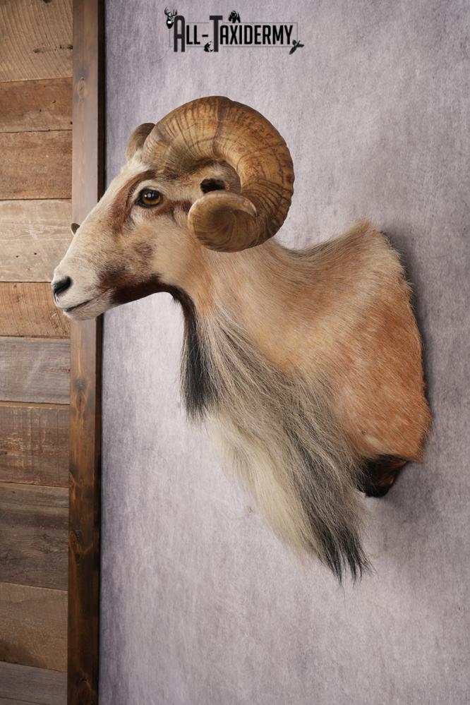 Corsican Sheep SKU 3287 - Image 7