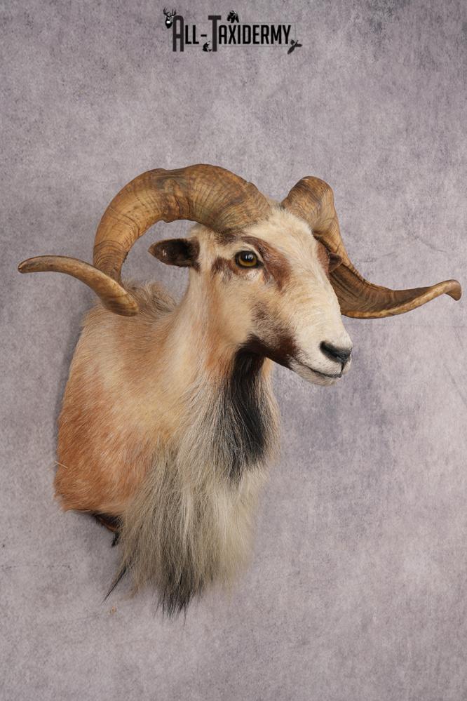 Corsican Sheep SKU 3287 - Image 6