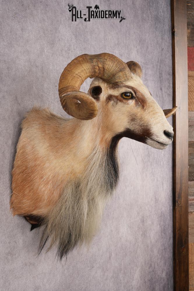 Corsican Sheep SKU 3287 - Image 5