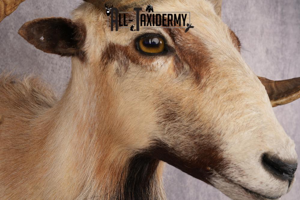 Corsican Sheep SKU 3287 - Image 4