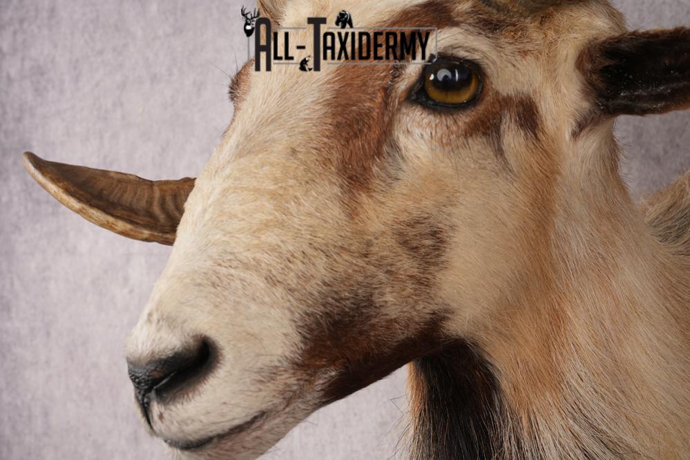 Corsican Sheep SKU 3287 - Image 3