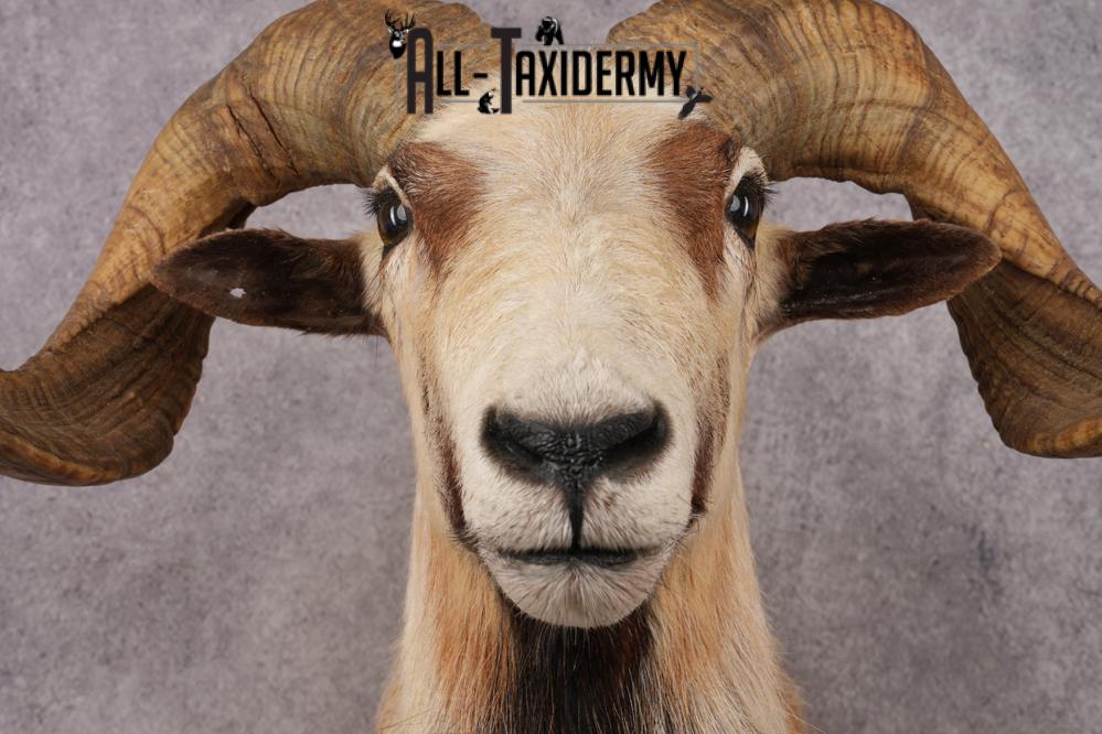 Corsican Sheep SKU 3287 - Image 2